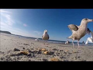 Feeding Seagulls at the Beach 2