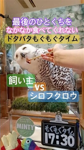 ドタバタもぐもぐタイム🦉シロフクロウの餌やり20260708ライブ ハイライト#snowyowl #シロフクロウ #owl #フクロウ