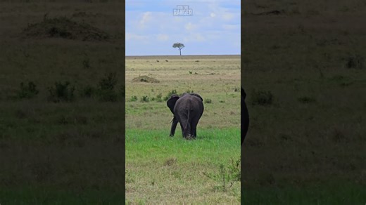 "African Savanna Elephants March in Unity, Their Strength Felt Across the Land"