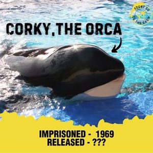 2.4K views · 53 reactions | Corky the orca has spent 55 years in...