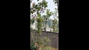 Panda falls after branch snaps during climb in Chengdu, China