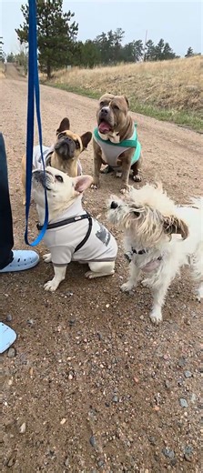 Walking Kermit and Friends- Leo, Vega, Sugar