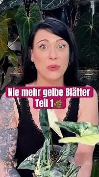Nie mehr gelbe Blätter an deiner Zimmerpflanze! Alocasia, Monstera, Philodendron uvm