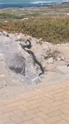 The Mole Snake of Agulhas & Struisbaai 🐍 The mole snake (Pseudaspis cana) is a common and important resident of the Agulhas and Struisbaai area. This powerful, non-venomous snake plays a key role in controlling rodent populations. Despite its sometimes intimidating size—adults can reach up to 2 m—it poses no danger to humans. Mole snakes feed mainly on moles, rats, and other small mammals, which they kill by constriction. During the warmer months (spring to early summer), females give birth to 