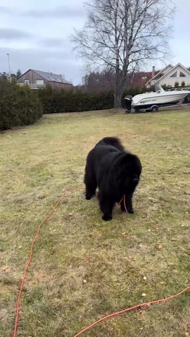 This Newfoundland dog realized mom was having all the fun