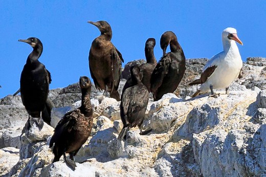 Seabirds & Shorebirds - Channel Islands National Park (U.S. National Park Service)