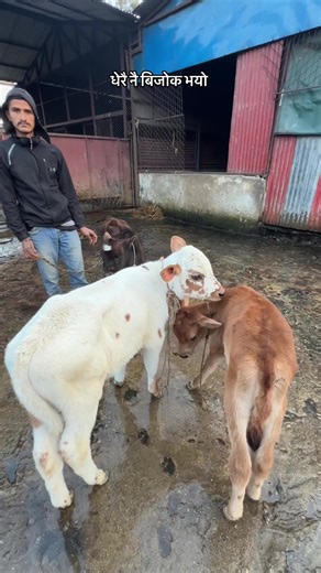 भीख माग्ने बाच्छाको उद्धार: भक्तपुरमा सहकार्य