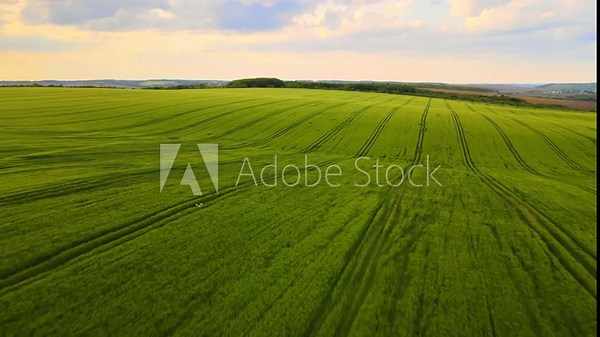 Aerial Night View of Green Summer Farmland and Growing Crops Under Bright Conditions