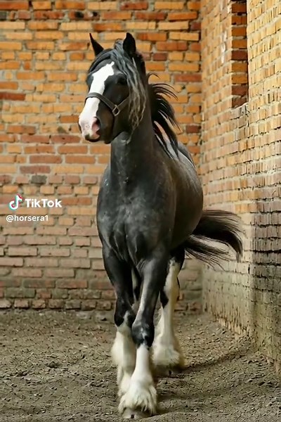 Discover the Majesty of Draft Horses