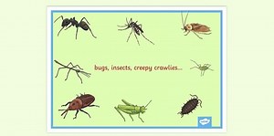 Insect Display Poster
