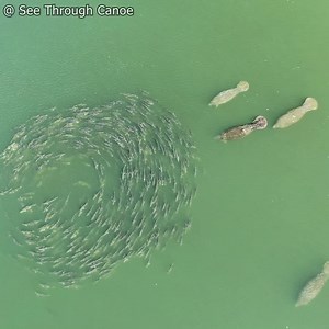 1.6M views · 27K reactions | Big Tarpon, large schools of Mullet,...