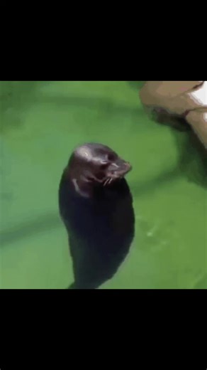 Day 37! #water #water #otter #spinning #dailyspinningotter