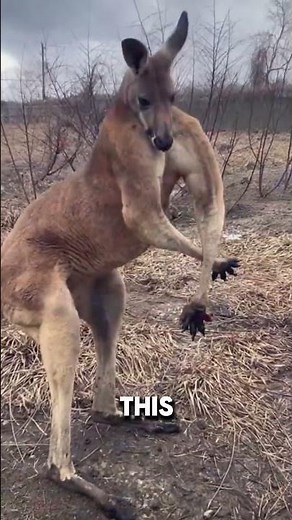 How Kangaroo Muscles Win Mates?
