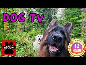 DogTV 🐾🐶🐕🐩 Keep your dog busy while you are away or entertained while you cuddle