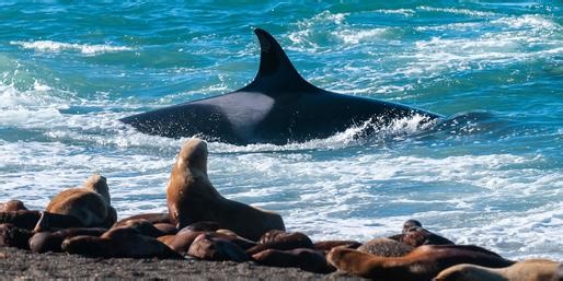 What Are These Animals At The Top Of The Food Chain?