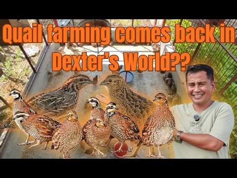 Improving Quail Farming: A More Comfortable & Sustainable Setup