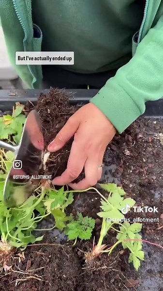 Transform One Hardy Geranium into Six Easily!