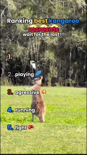 Ranking best kangaroo moments🦘 #animals #funny #cute #viral #viralshorts