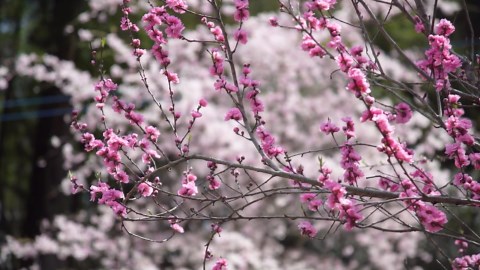 Heather Jackson Obituary March 10, 2026 - Love Funeral Home