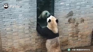 1.7M views · 10K reactions | Panda: Mirror, mirror on the wall, who...