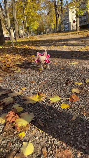 miy.aery (@miy.aery)’s videos with original sound - Kryd