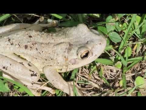 Rana Cubana - Osteopilus septentrionalis