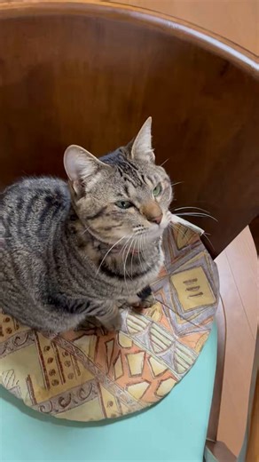 おはようございます。5/1金曜日の朝です。猫は朝ごはん食べた後は紐の相手をしています。新緑の5月、爽やかに過ごしたいですね。今月も仲良しでお願いします。もちろん、新しい出会いも歓迎します。