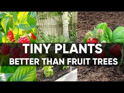 8 Small Plants That Produce More Food Than Fruit Trees
