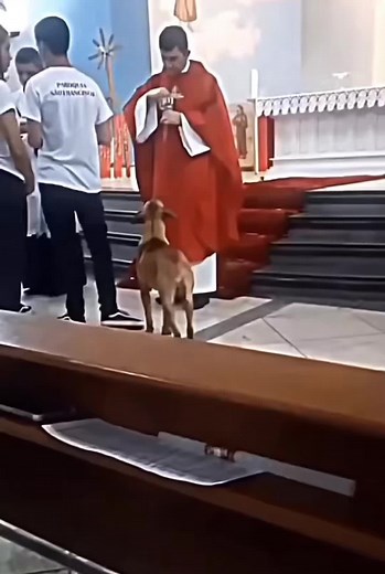 Cuidado de Animales: Un Mensaje de Amor Divino