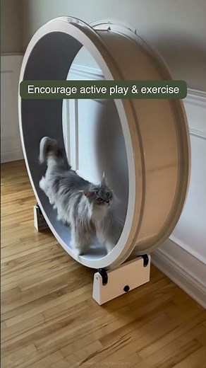 A Smarter Way to Play #onefastcat #catwheel #cat