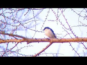Siberian Blue Robin: Soft, Melodious Dawn Song