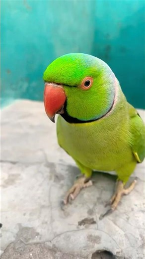Indian Ringneck parrot video # Talking parrot video #talkingparrot #nonstoptalkingparrot #viralvideo