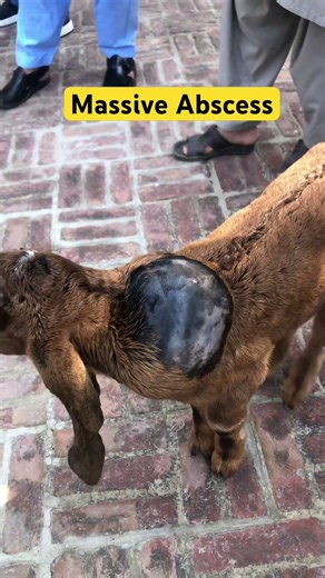 Massive Abscess on cervical region in goat 🐐 #abscess #livestock #goatfarming #treatment #vets