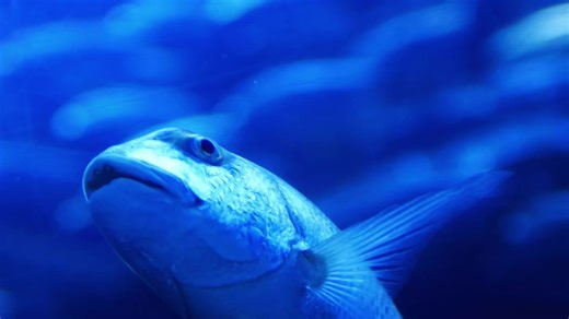 10K views · 77 reactions | Derrame de colorante azul pintó un lago y su fauna en Brasil. | AL ROJO VIVO | Facebook