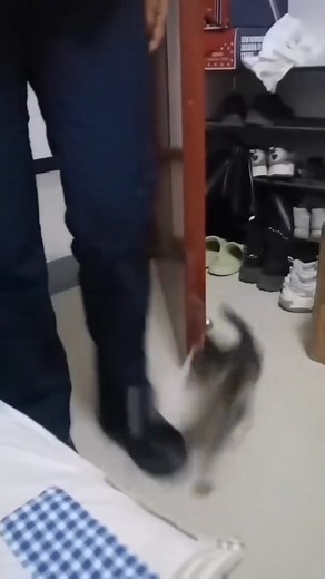 Lovely Cats&Dogs on Reels