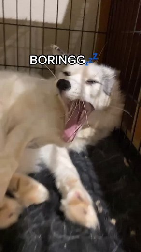 The White Red Fox®️ on TikTok