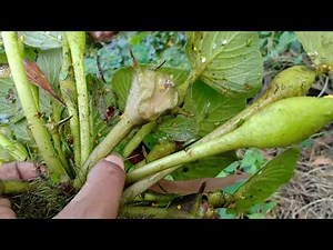 Water Chestnut farming Project ll Water Caltrop Cultivation in Bengal (India)