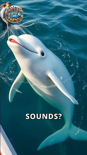 Discover the Unique Sounds of Beluga Whales