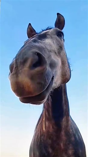 Funny pets. That look will give you a hard time.#farm #cute #Cutepets #little