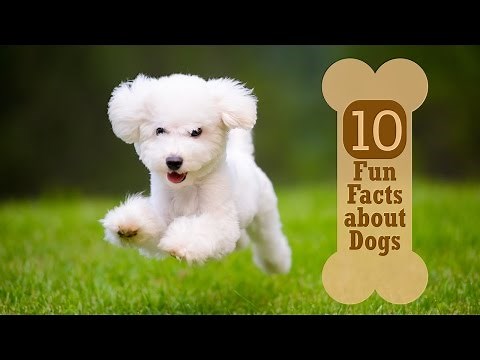 10 Fun Facts about Dogs
