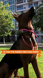 68K views · 916 reactions | Meet China’s Rarest Dog Breed You’ve Never Seen!  | Dogumentary TV | Facebook