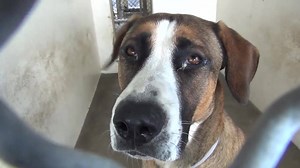 4.3K views · 507 reactions | ADOPTED - moved to SAFE Album 06/17...