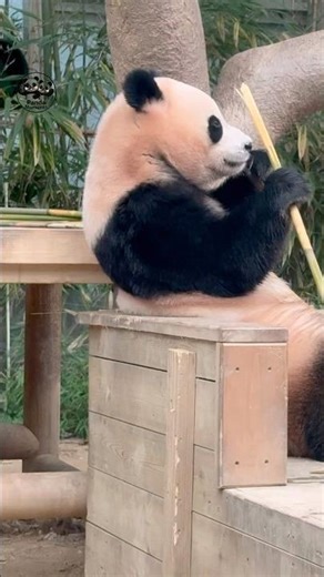 Adorable Baby Panda Side Profile! 🐼💕👀 #shorts