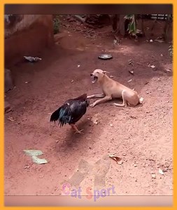 124K views · 1.3K reactions | Cat vs checken fighting funny #reels #reelfb #reelvideo #reelviral #cat #cats #fighting #catfighting #fights #kitty #love #catlover #kitten #meow #cute #catoftheday #pet #dog #pets #kittens #photography #catlovers #animals #animal #catlife #nature #petstagram #cats_of_world #kittycat #dog #doglife | Cat Sport | Facebook