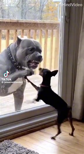 Os vídeos de Ademar Daniel Ferrari (@ademardanielferrsri) com som original - Ademar Daniel Ferrari