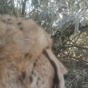 A purring machine 😍😍😍 Sound on!!! #cheetah #cheetahs #cheetahsofinstagram #spottedcat #cheetahconservation #cheetahlovers #catsofinstagram #catsagram #catlovers #bigcats #africancats #africanimals #travelnamibia #travelafrica #supportananimal #supportwildlife #wildlifeprotection #wildlifeseekers #namibiatravel | Forever Harnas Wildlife Foundation