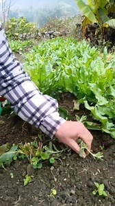 Có một Sapa thu nhỏ trong nồi lẩu tại Hoa Sơn Tra... ☁️🌿 ​Sáng nay ra vườn thu hoạch mà vui quá mọi người ạ. Những bắp cải "siêu to khổng lồ" nặng trịch tay, xanh mướt mát. Đàn gà thì mải miết bới đất, ăn ngô, con nào con nấy lông đỏ mượt, khỏe mạnh. ​✅ Muốn ăn ngon thì nguyên liệu phải Tươi và Sạch. Đó là lý do Hoa Sơn Tra tự tay chăm chút từng luống rau, nuôi từng con gà. Để khi nồi Lẩu Gà Hạt Dẻ trước mặt, gắp miếng thịt gà ngọt lịm, nhúng miếng rau cải giòn sần sật, khách hàng sẽ cảm nhận đ