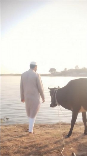 This is me #cow #cattlefarm