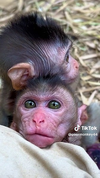 #monkey #littlemonkeys🙊 #poormonkey😥 #lovemonkey #cutemonkey