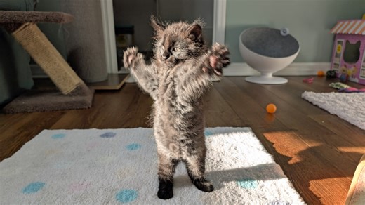 13K views · 2.2K reactions | Patsy was adopted yesterday! She joined a family that includes former foster Cruise (now Lily) and other kitties with whom she can flirt, play, and snuggle. Here's the video of some of my favorite pictures of her while she was with us - from the day she was born (June 29th) until yesterday. ❤ | Love & Hisses | Facebook